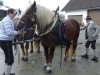 Osterweckruf 2015